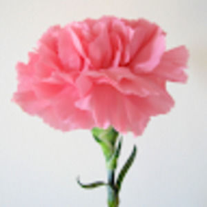 Meet your Posher, Thi